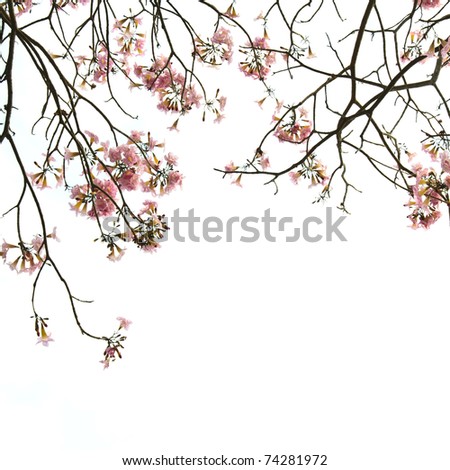Branch of pink flower isolated on white background