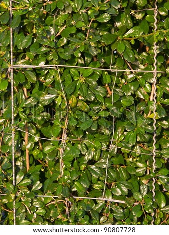 Siamese bush, plant for decoration in wire's net