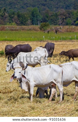 cow cattle in the paddy, Thailand