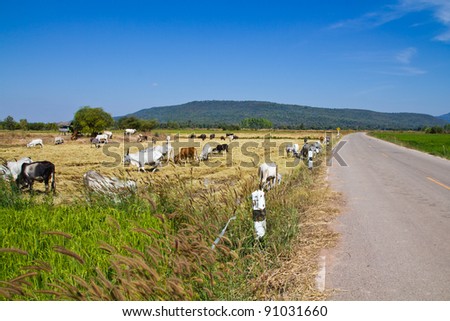 Cattle farm along the road in countryside of Thailand