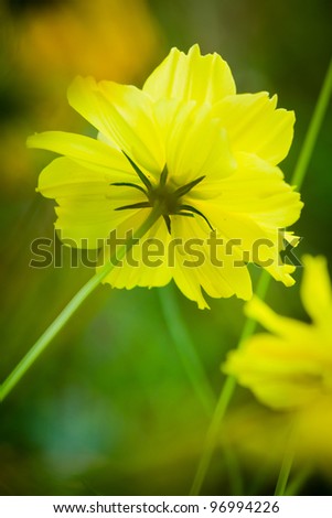 Wild yellow cosmos flowers in the meadow