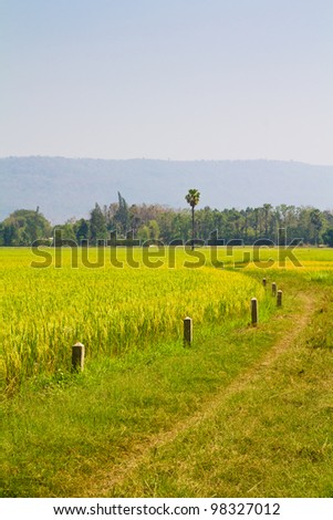 Paddy land with barrier stone and toddy palm tree
