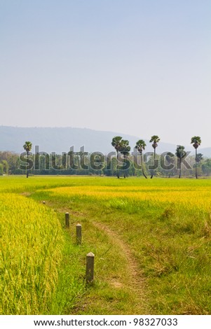 Paddy land with landmark stone and toddy palm tree