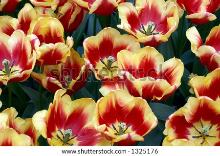 Bright and beautiful tulips