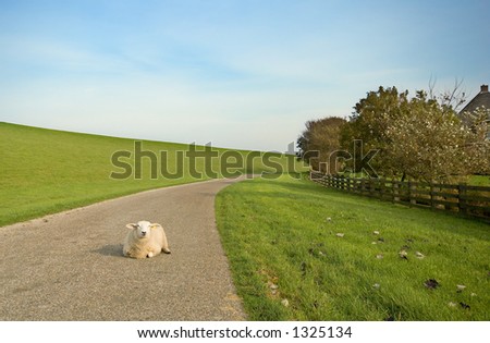 This sheep is taking it easy on the road