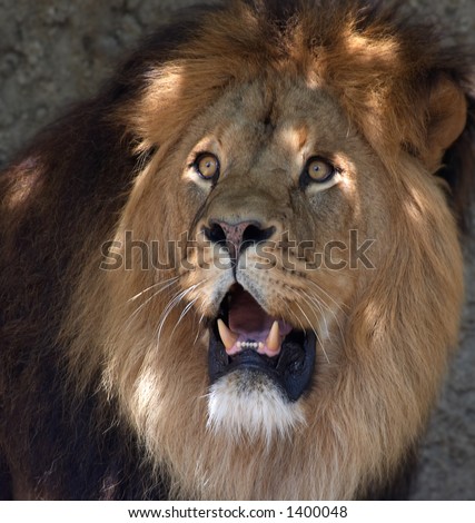 stock-photo-male-lion-showing-its-teeth-1400048.jpg