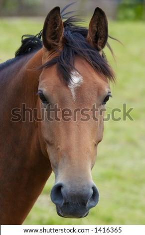 A photo of a beautiful horse