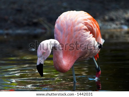 Flamingo looking for food