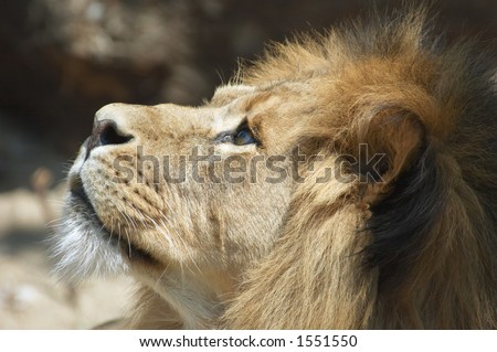 male lion looking up