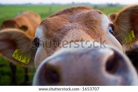 A funny picture of a cow almost in the camera