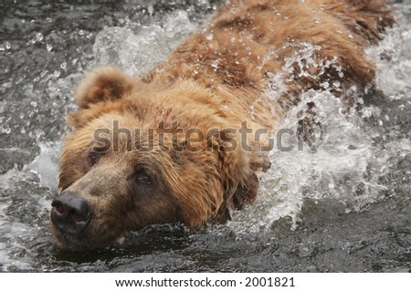 A close-up of a bear swimming in water