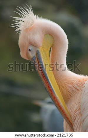portrait of a beautiful pelican