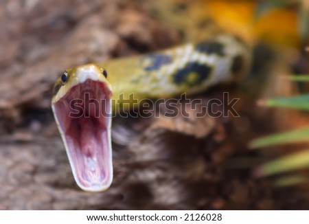 snake striking at the camera (shallow dof!)