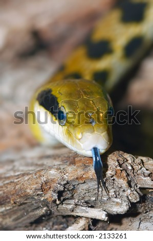 close-up of a snake using its tongue