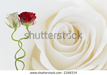 single white rose wallpaper. And White Roses Wallpaper.