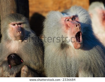 monkey family with the father looking suprised