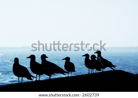 silhouettes of seagulls in the harbor