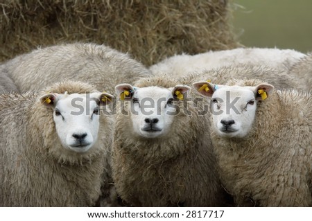 curious looking sheep