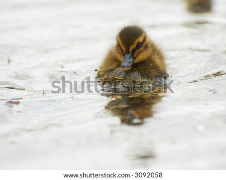 close-up of a cute duckling