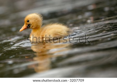 close-up of a cute duckling