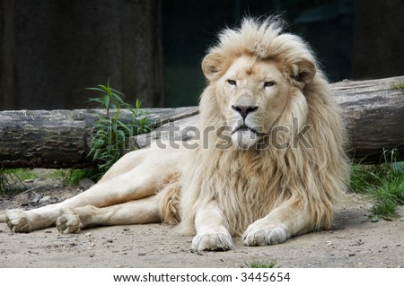 stock photo : beautiful male african white lion