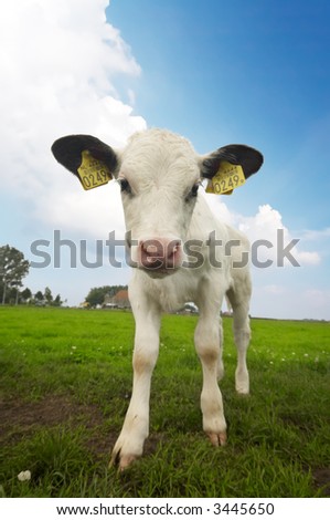 Funny Baby Cows