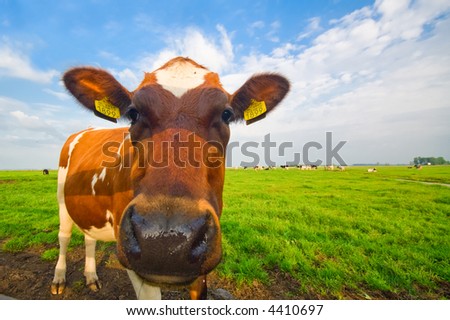 funny picture of a baby cow taken with a wide angle lens