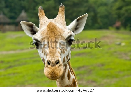 cute giraffe looking directly at the camera