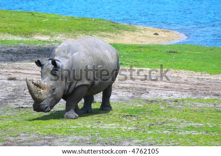 big rhinoceros on green grass near water