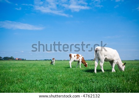 grazing cows on farmland with fresh green grass and bright blue sky