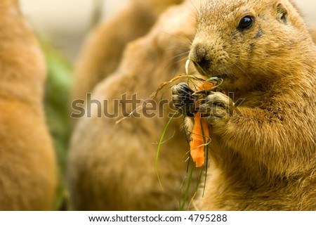 cute prairie dog eating a carrot