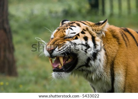 angry tiger showing its big and sharp teeth