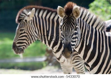 closeup of a beautiful zebra