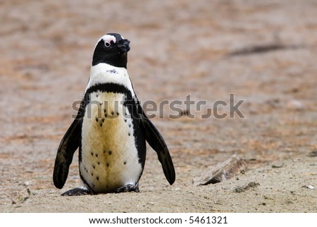 funny looking penguin