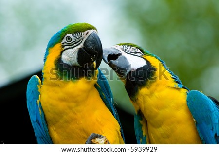 two beautiful parrots in love