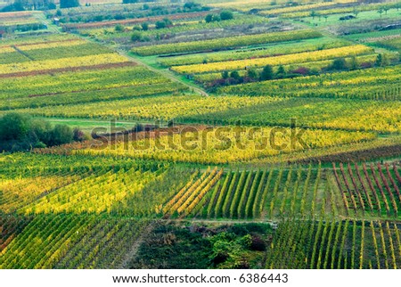 colorful wine fields along the mosel river in germany