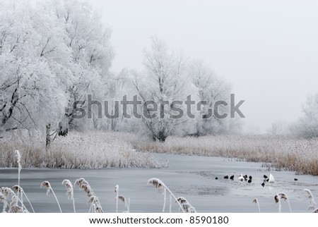 beautiful cold and white winter landscape