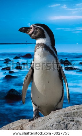 stock photo : cute penguin cute pics of penguins. stock photo : cute penguin