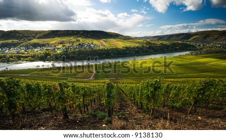 vineyards and forest along the mosel river in germany