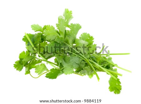 fresh coriander (cilantro) herb isolated on a white background