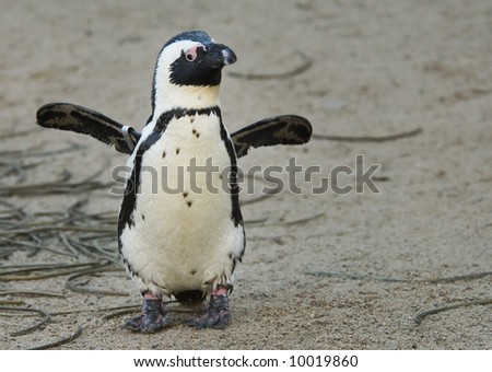 y penguin obsessed withfeb cute pics of penguins. y penguin obsessed withfeb
