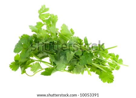 fresh coriander (cilantro) herb isolated on a white background