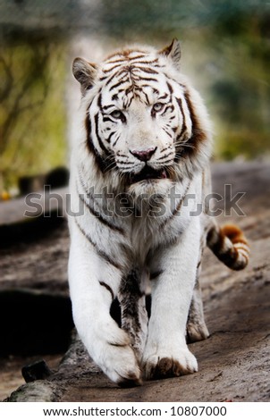 Baby+white+tiger+background