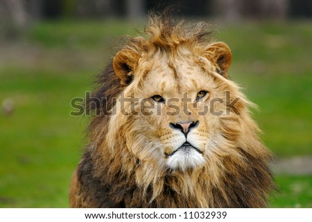 portrait of a big african male lion