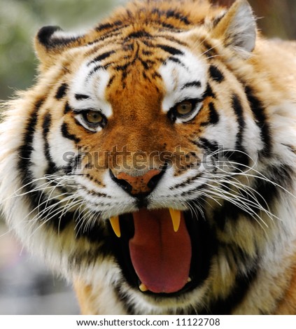 close-up of an angry tiger