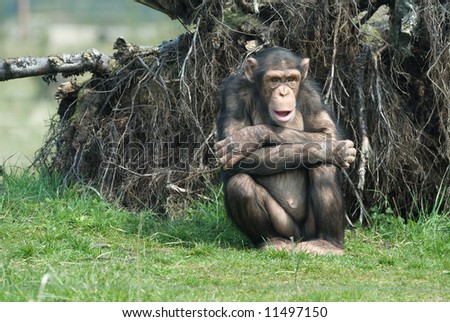 close-up of a cute chimpanzee (Pan troglodytes)