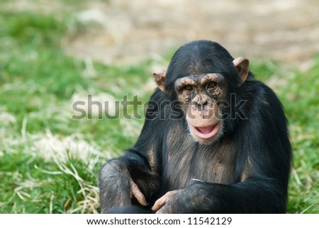 close-up of a cute chimpanzee (Pan troglodytes)