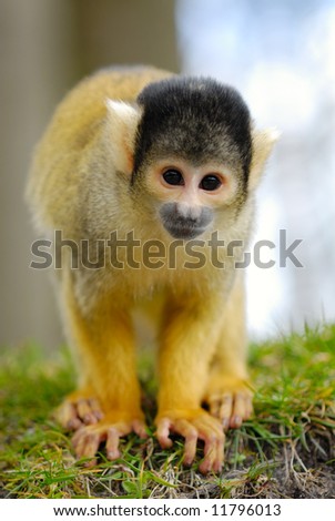 cute squirrel monkey (Saimiri) subfamily: saimiriinae