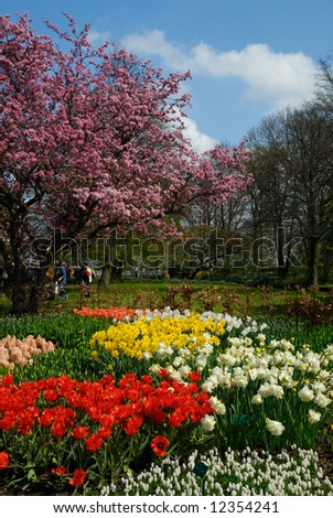 beautiful garden of colorful flowers in spring (keukenhof, The Netherlands)