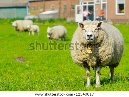 sheep at the farm in spring